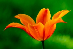 Orange Tulip [SOLD]