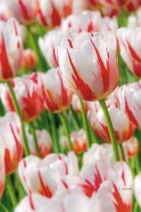 “Canada 150” Tulips
