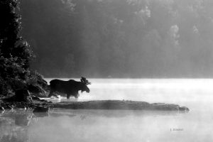 Bull Moose – Ragged Lake