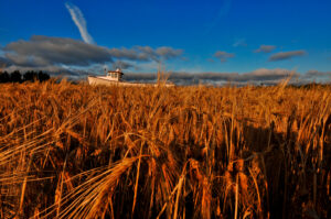 Sea Of Wheat