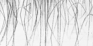 Cyprus Lake Reeds