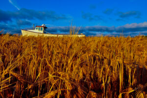 Sea of Wheat