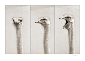 Ostrich Triptych