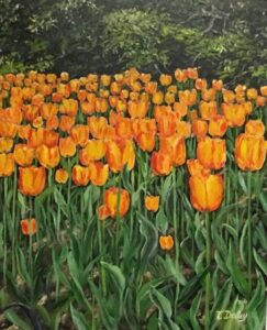 Orange Tulip Field in May