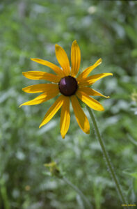Black Eye Susan
