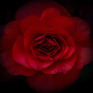 The Blooming Rose