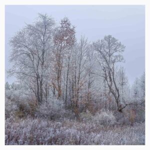 Autumnal Frost