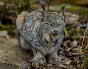 Le lynx
