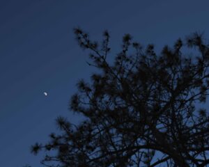 Moon and Tree on a Blue Night